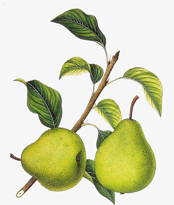 手绘梨