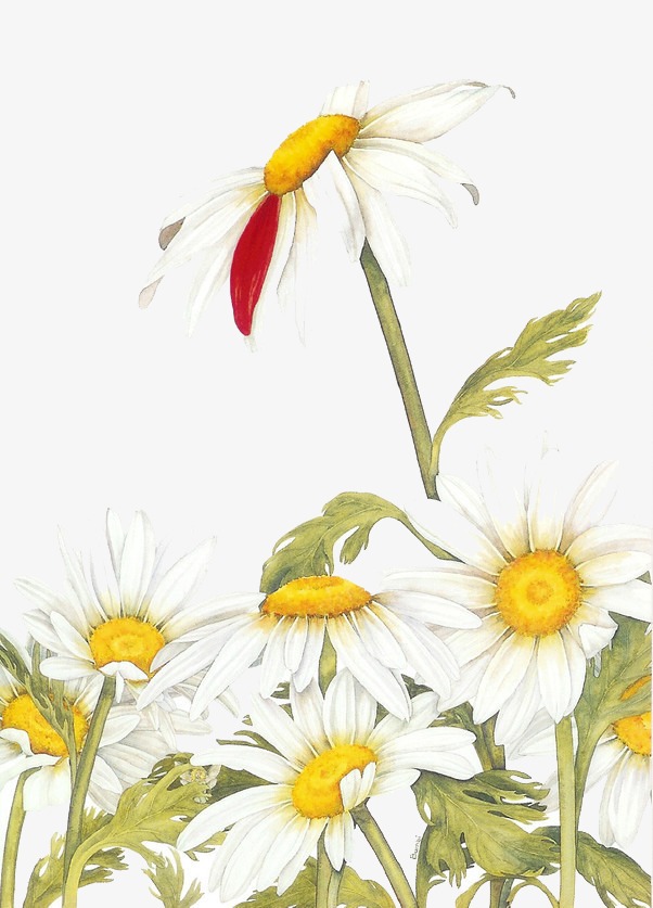 小雏菊背景_雏菊png素材-90设计