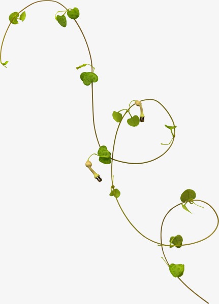 手绘植物藤蔓png花朵