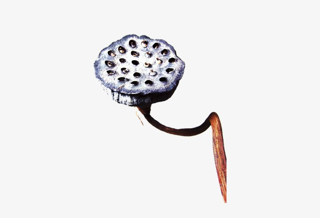 莲蓬【高清装饰元素png素材】-90设计