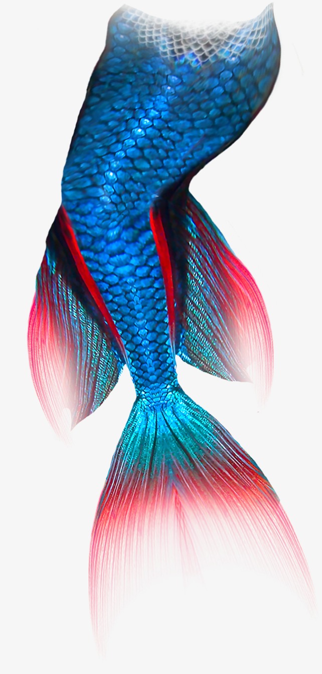 美人鱼尾巴_尾巴png素材-90设计