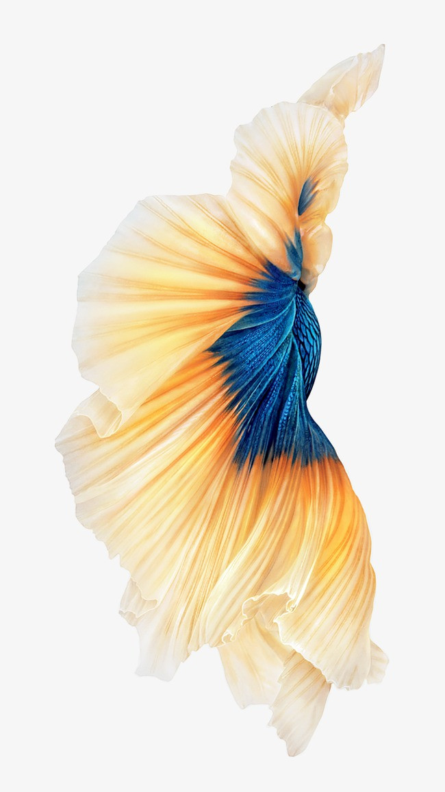 绚丽鱼尾png素材-90设计
