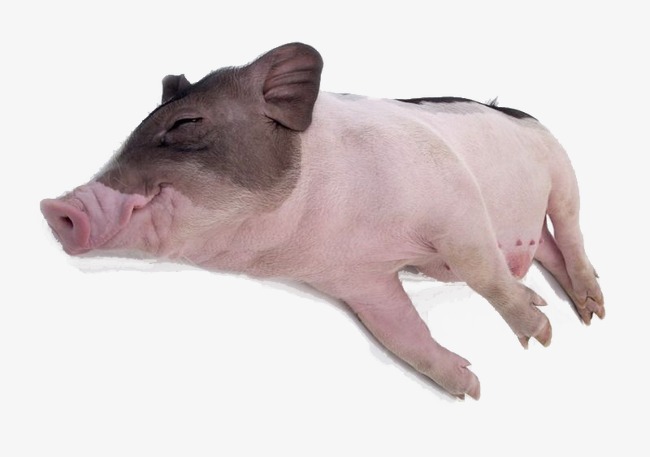 猪躺着的妖娆表情包图片