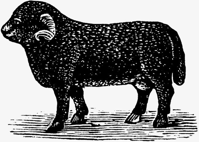 绵羊背景_绵羊png素材-90设计