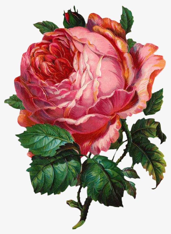 复古手绘花卉素材