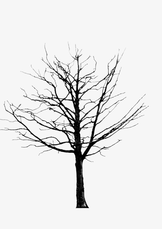 绘画植物 树 黑白
