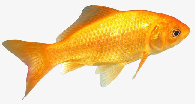 国潮风极简金色装饰吉祥鲤鱼互动手绘元素