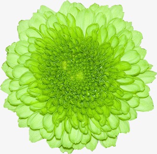 绿色花朵【高清效果元素png素材】-90设计