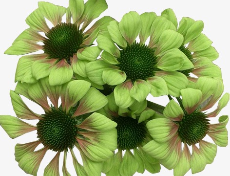 开在春天的绿色花朵