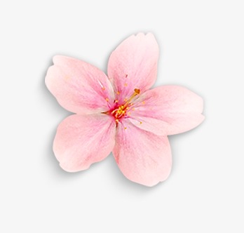 粉色花瓣