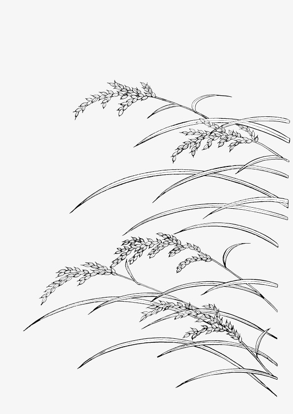 芒种节气麦穗成熟原创手绘免抠素材