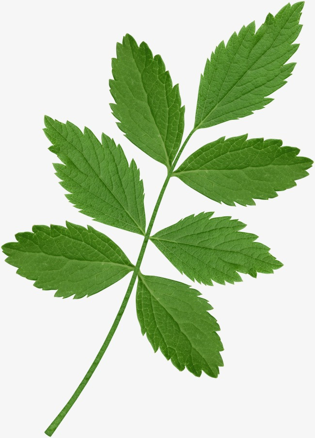 树叶psd_树叶纹理png素材-90设计