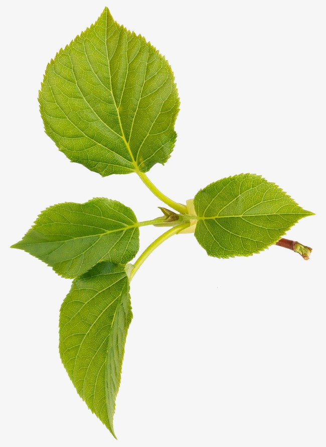 绿叶边框_绿叶png素材-90设计