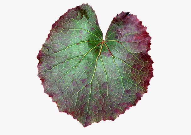 彩色绿色装饰植物插画叶子叶片元素