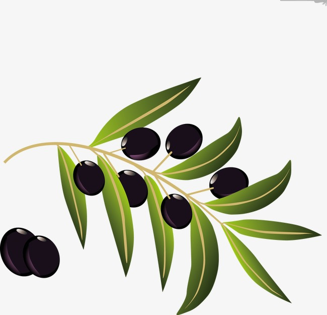 橄榄矢量图