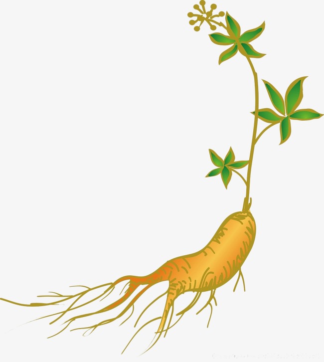 纯手绘人参素材设计