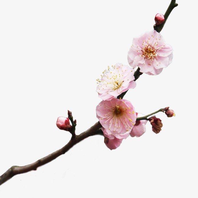 梅花素材