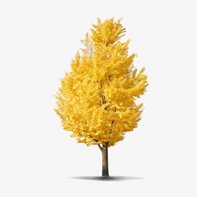 银杏树png素材-90设计