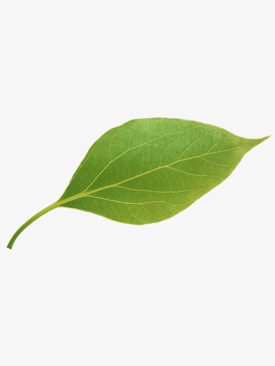 树叶海报_树叶png素材-90设计