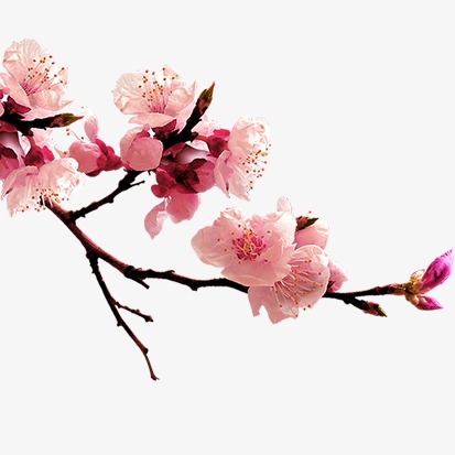 手绘水墨风桃花树枝免扣元素设计