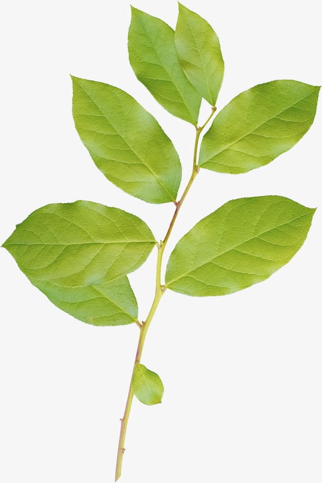 手绘枝叶_枝叶png素材-90设计