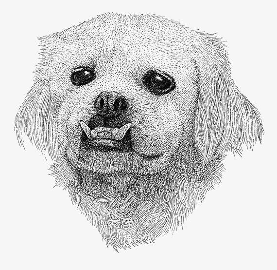 素描狗狗