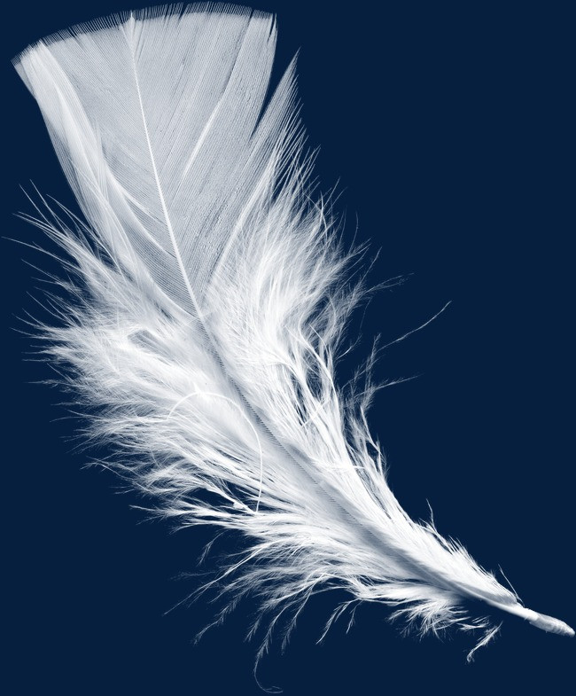 白色羽毛