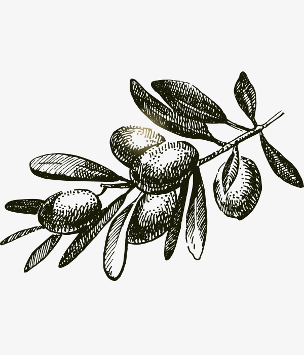 矢量手绘大果子