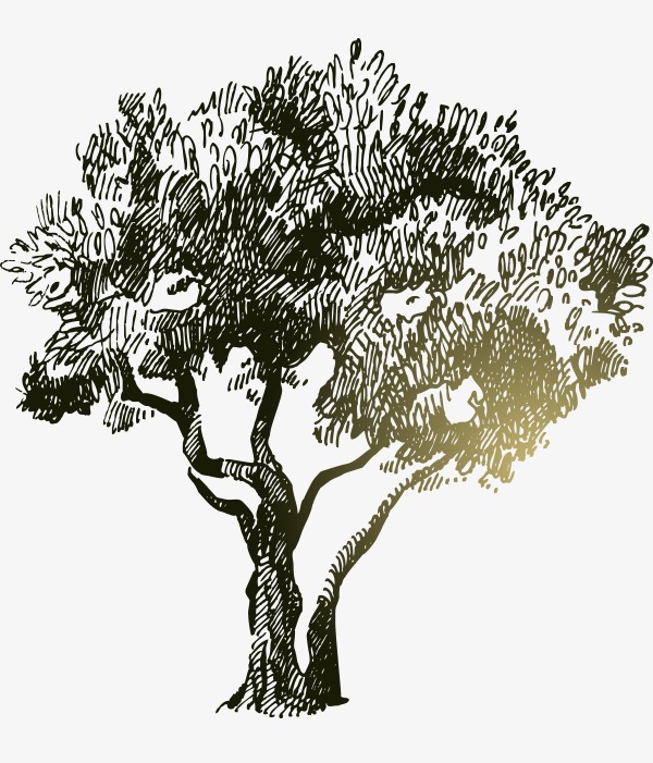 矢量手绘大树