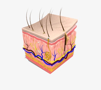 皮肤的表面