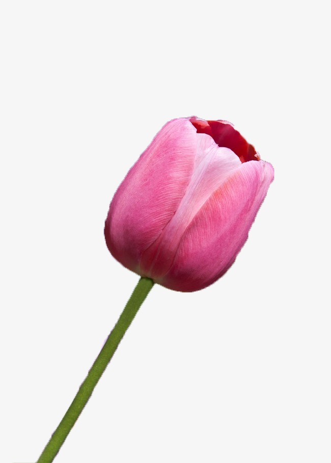花卉边框_花卉png素材-90设计