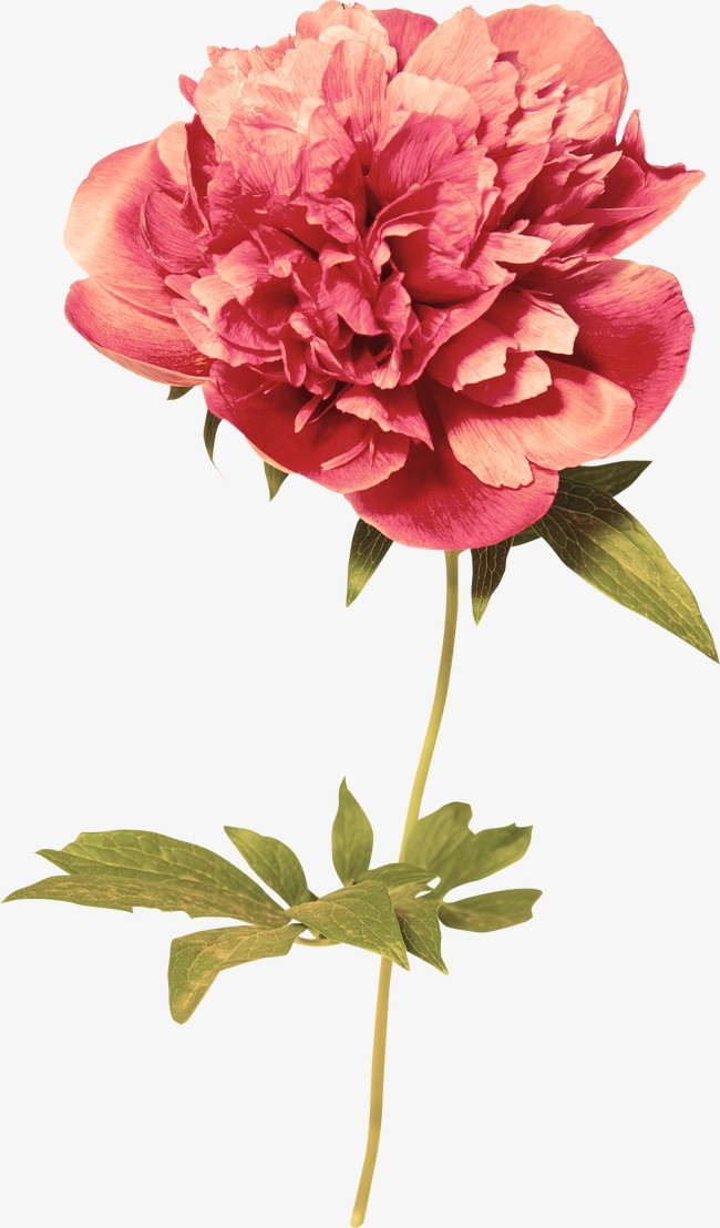 红花背景_红花png素材-90设计