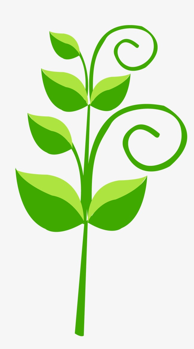 热带植物热带树叶树枝叶子绿色花朵