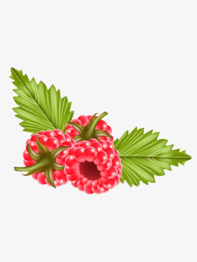 树莓矢量图