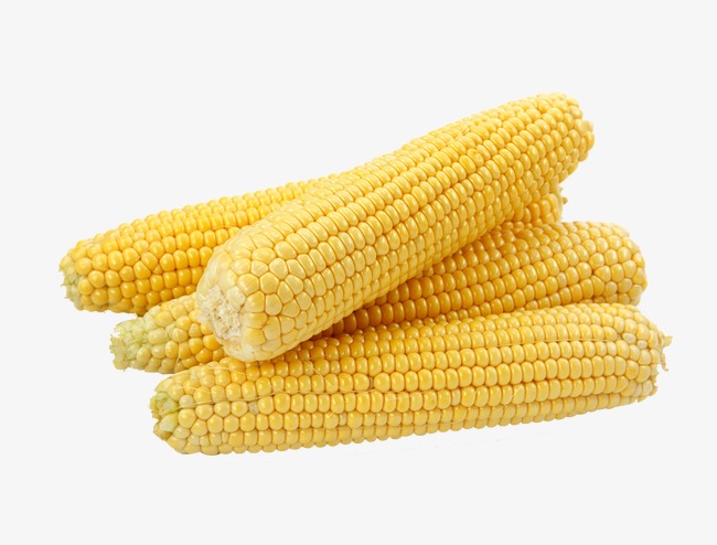 玉米“火箭”上涨农户惜售、工厂建库玉米“报复性”上涨来了！