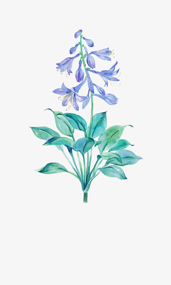 唯美手绘鲜花