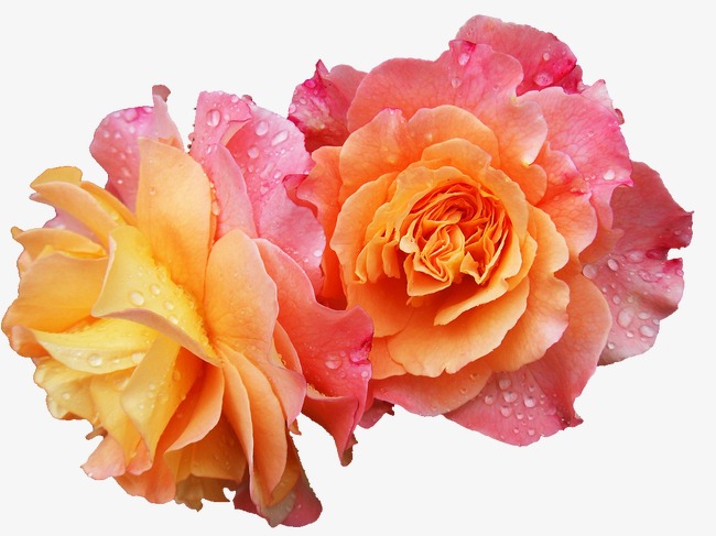 国画牡丹花_牡丹花png素材-90设计