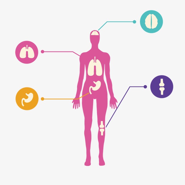 人体分布图卡通图片