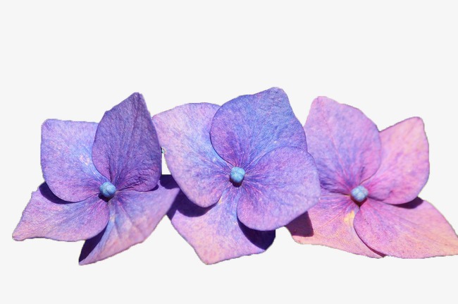 绣花图案_绣球花png素材-90设计