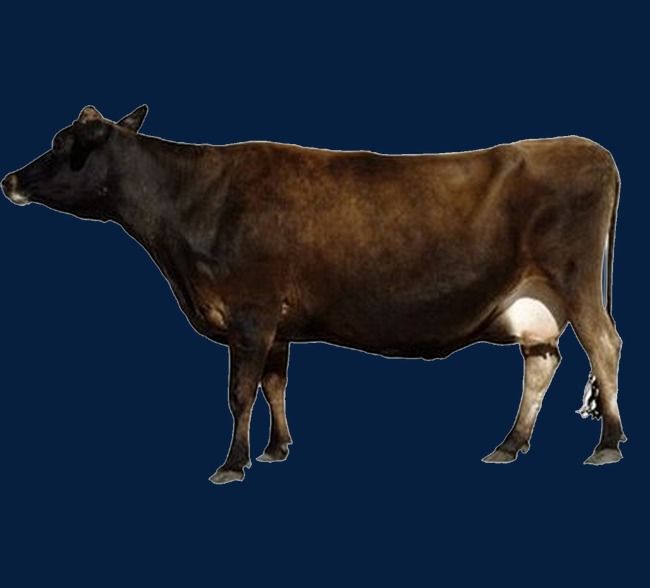 春节新年国潮元素灯笼装饰背景金色祥云剪纸牛【免抠元素png】-90设计