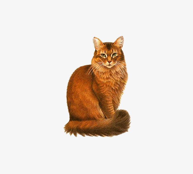 曲着尾巴的猫咪png素材-90设计