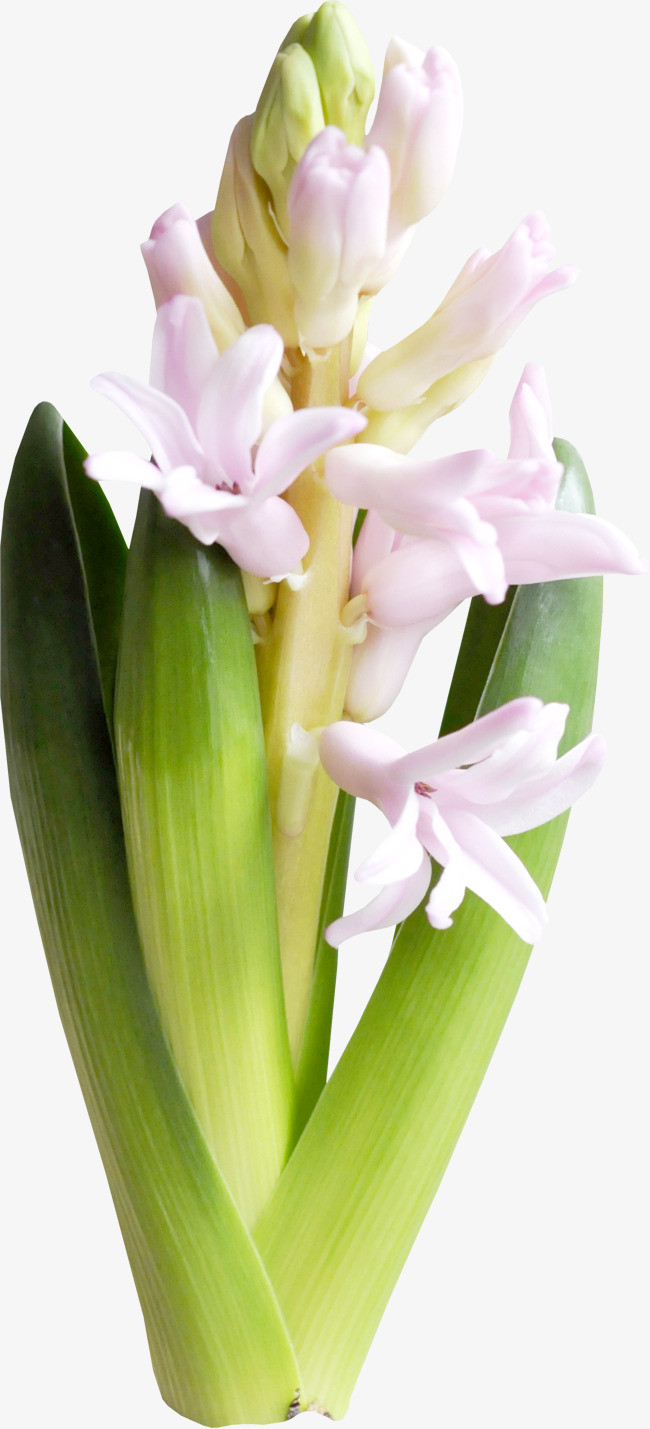 花朵边框_花朵png素材-90设计