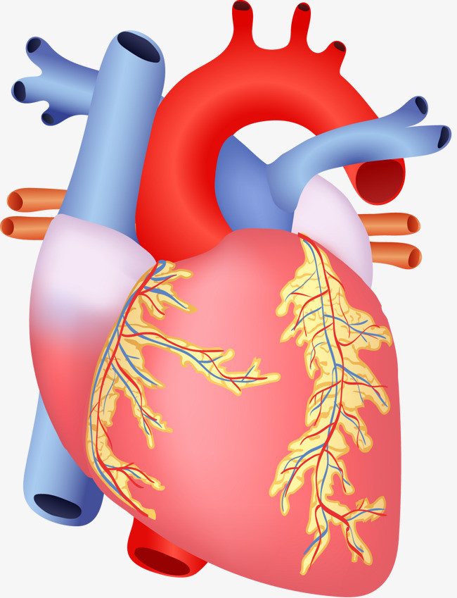 医疗心脏人体器官心电图立体透明元素
