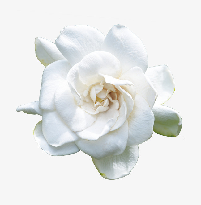 山茶花海报_山茶花png素材-90设计