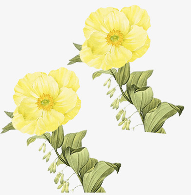 手绘黄花