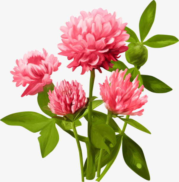 粉色鲜花和绿叶