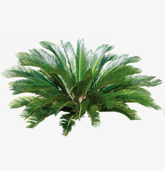绿色植物_绿色植物png素材-90设计