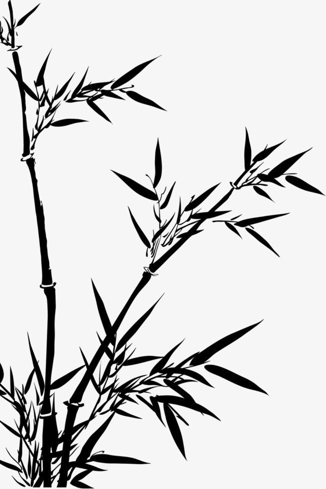 中国水墨手绘文竹