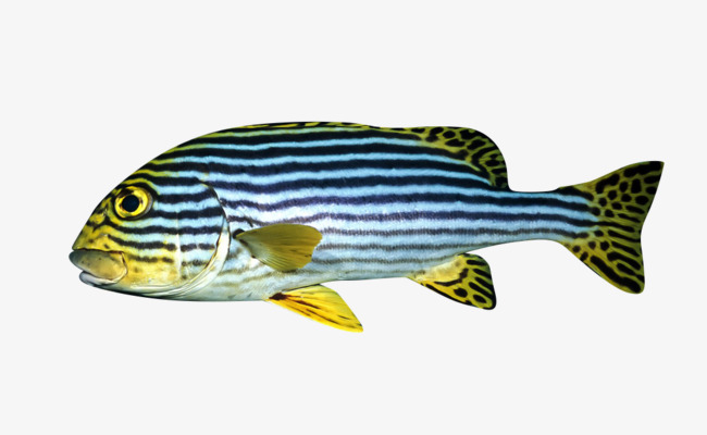 条纹鱼类