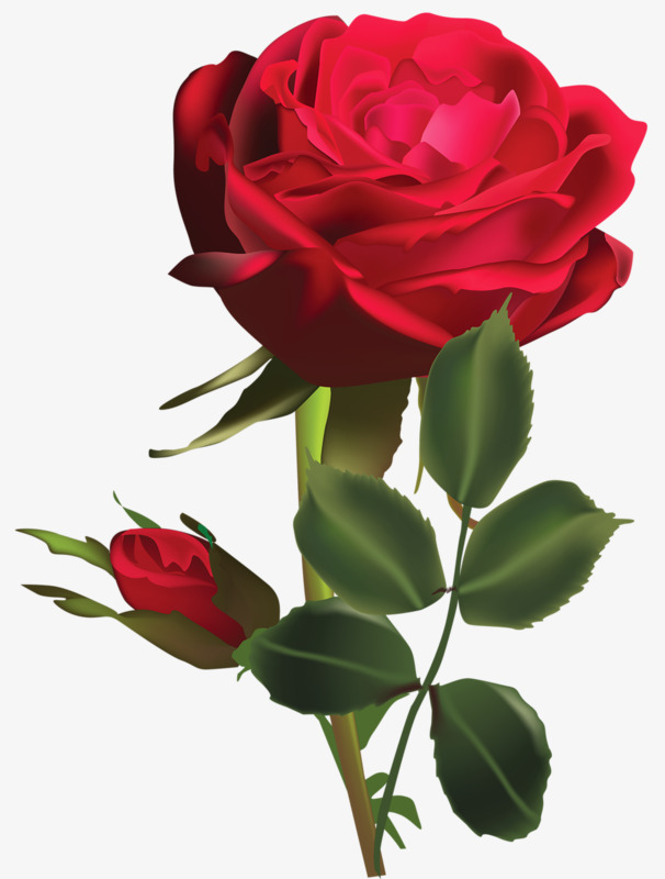 月季花_美丽的月季花png素材-90设计